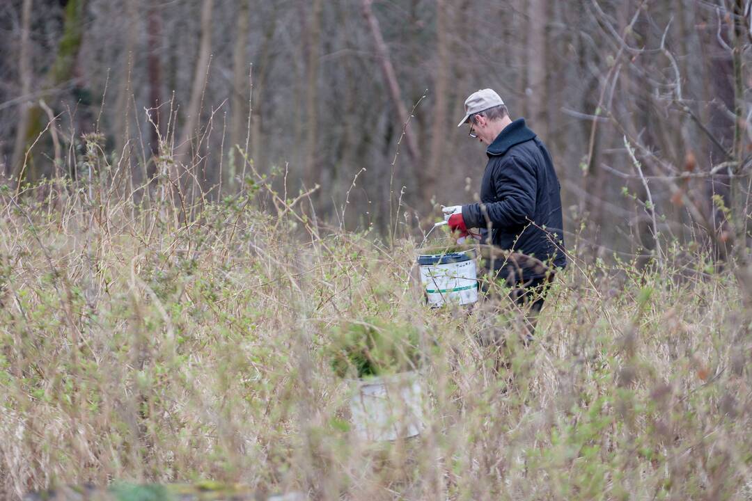 Medelių sodinimo talka Lampėdžiuose ir Panemunėje