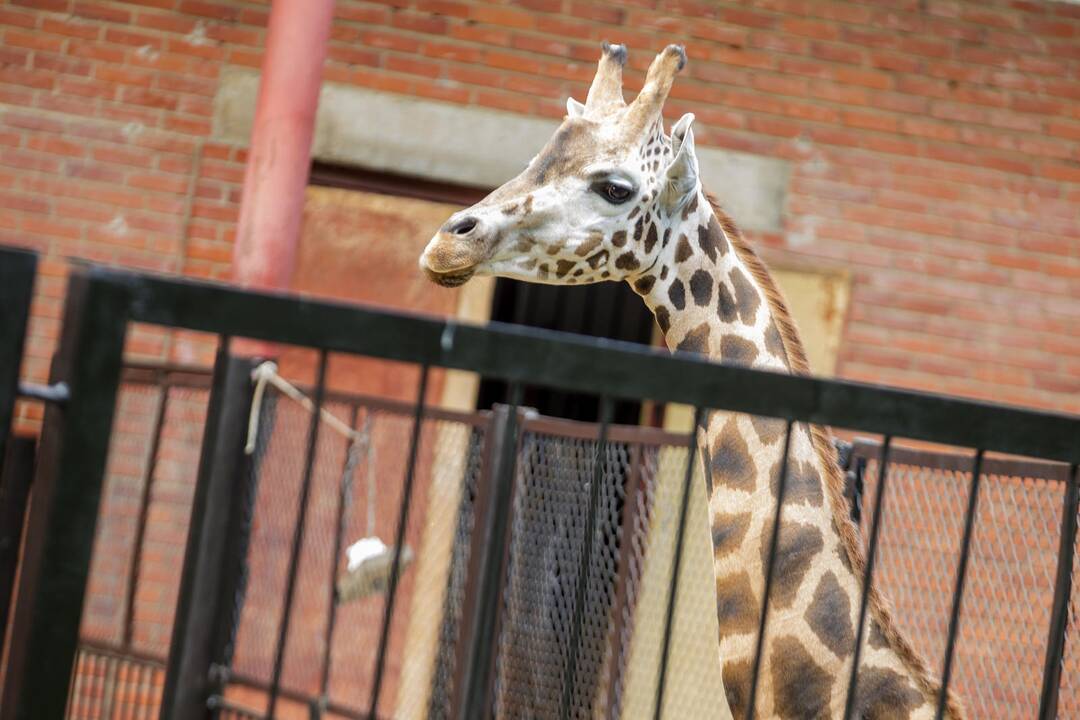 Gyvūnų prižiūrėtojo diena zoologijos sode