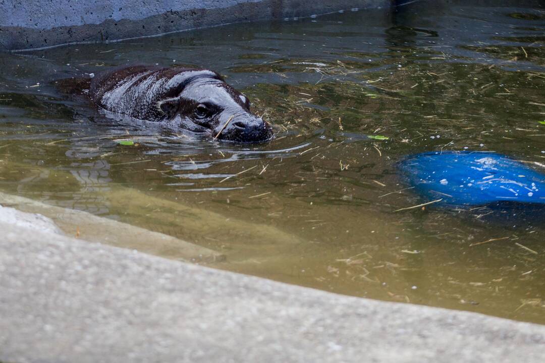 Gyvūnų prižiūrėtojo diena zoologijos sode