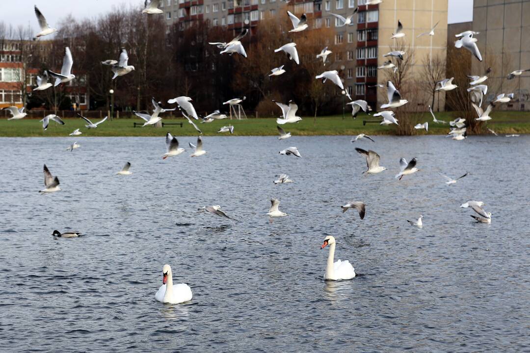 Paukščių gripo pavojus sumažėjo