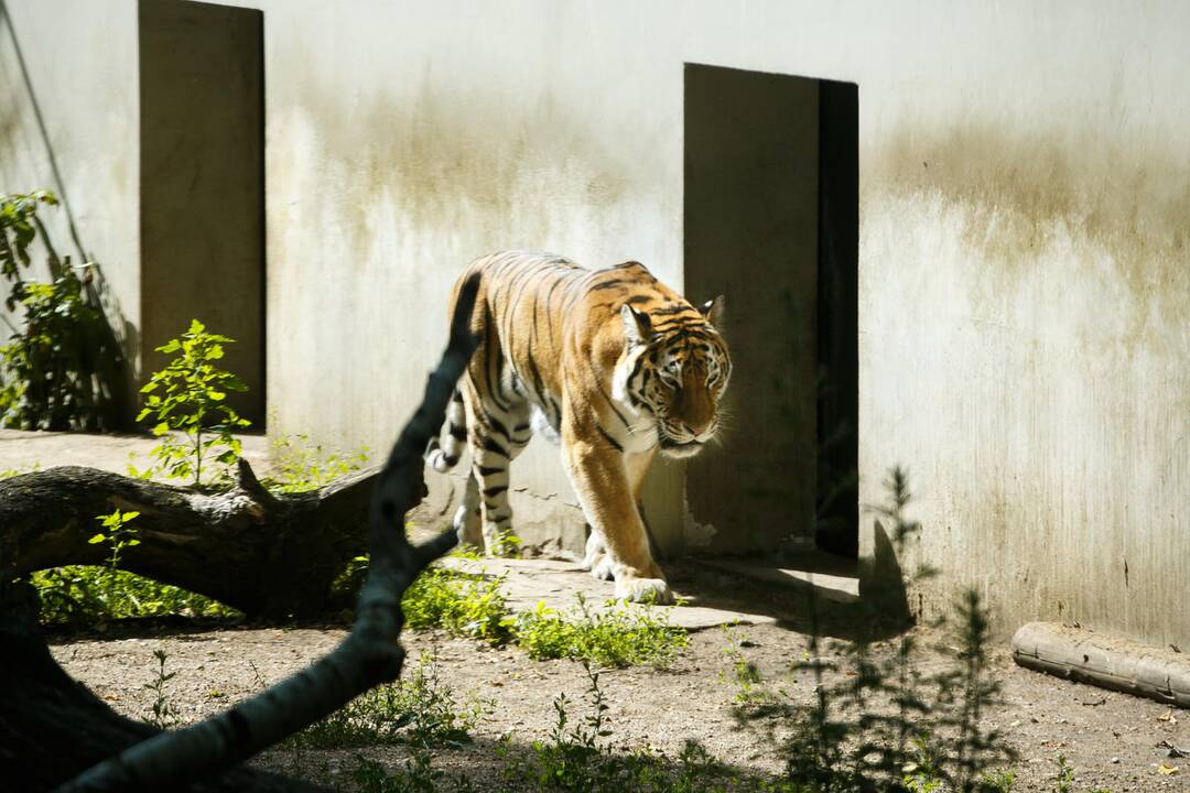 Vasara zoologijos sode