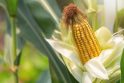 Populiaru: labiausiai paplitę genetiškai modifikuoti augalai – sojos, medvilnė, rapsai ir kukurūzai.
