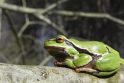 Paprastoji medvarlė (Hyla arborea) 