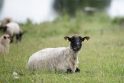 Siaubas Kėdainių rajone: iš upės išsiliejęs vanduo pievose skandino avis