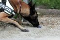 Tarnyba: policijos tarnybiniai šunys apmokyti suuosti daugelio rūšių kvaišalus.