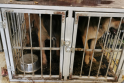 VMVT apie „Penktoje kojoje“ rastus pažeidimus: gyvūnai buvo laikomi net tualeto patalpoje