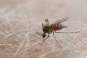 Maliarinių uodų mūsų šalyje yra, tad trūksta tik pačios maliarijos sukėlėjo, kad šią ligą uodai pradėtų platinti ir Lietuvoje.