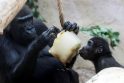 Karščiai zoologijos sode: goriloms siūloma atsigaivinti šerbetu
