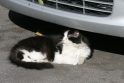 Situacija: automobilio sužeistą katę gelbėjo miestiečiai, o ne pinigus iš savivaldybės už tai gaunančios gyvūnų globos tarnybos.