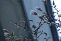 Pabudimas: garsiosios magnolijos šiemet pražydo itin anksti.