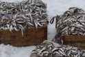 Situacija: stintos tapo pagrindinės priekrantės žvejų žuvys iš kurių gaunamos didžiausios pajamos.