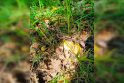 Radiniai: po stipraus lietaus klaipėdiečiai miške aptiko neįtikėtinai anksti pradėjusių dygti voveraičių.