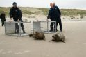 Reabilitacija: išgydyti ir paauginti ruoniai iš Lietuvos jūrų muziejaus paleidžiami į laisvę.