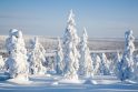 Tyrimas: kai kurie medžiai išgyveno ledynmetį