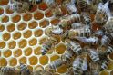 Bites pasauliniu mastu naikina parazitinės musės