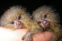 Nykštukinės marmozetės - mažiausios pasaulio beždžionėlės