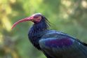 Paukščių mylėtojui pavyko į Europą sugrąžinti ibius 