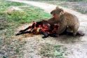 15 būtybių, kurių tikriausiai niekada nesutiksite 15 būtybių, kurių tikriausiai niekada nesutiksite