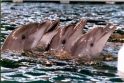 Jūrų muziejaus delfinai skris į Graikiją
