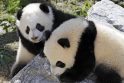 Poravimosi vargai: didžiųjų pandų ruja trunka vos pora dienų per metus
