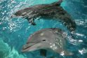Banginių stebėtojus nustebino įspūdingas delfinų „šokis“ 