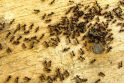 Kodėl skruzdės laižo susirgusią gentainę?