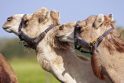 Australijos problema – milijonai laukinių kupranugarių