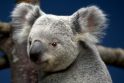 Australijoje koala užsuko į barą... ir užsnūdo