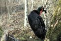Unikalūs vaizdai iš miško – juodasis gandras, meška ir pelėda (gyvai)