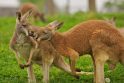 Australijoje bėgiojantį politiką užpuolė kengūra
