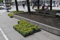 Laukdamas miesto šventės Kaunas puošiasi gėlėmis