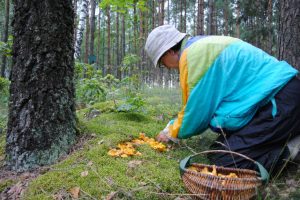 Klaipėdos pareigūnai primena – eiti į mišką grybauti reikia atsakingai pasirengus