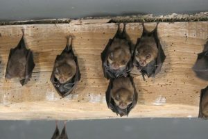 Šikšnosparniai gyvena sudėtingą socialinį gyvenimą: dalijasi maistu, palaiko draugystę