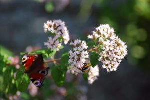 Vidurvasaris žada malonius orus