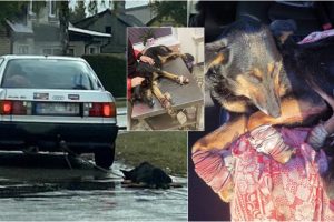 Padėtas taškas automobiliu vilkto šuns istorijoje: nusikaltimo nėra