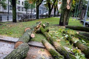 Šalinant audros padarinius – rekordinis medžių  šalinimo darbų kiekis