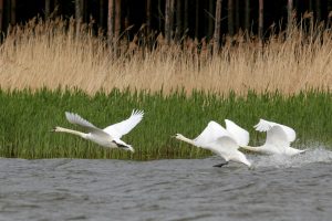 Ornitologas: nors gulbės jau grįžta būriais, tikrųjų pavasario pranašų dar negirdėti