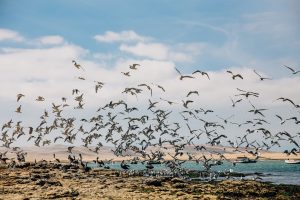 Molėtų rajone nugaišusiems kirams nustatytas paukščių gripas