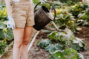 Sodo ir daržo darbai artėjant rudeniui: specialistų patarimai, ką sėti ir kokių darbų imtis