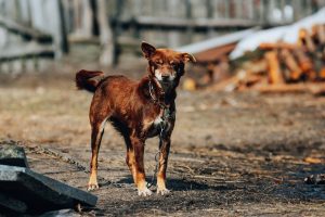 10 šunų balso stygas pašalinusi moteris užsidirbo teistumą