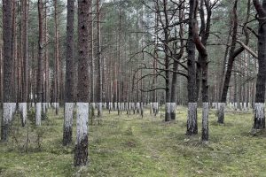 Menininko T. Martišauskio instaliacijoje – dirbtinis horizontas miško viduryje 