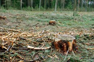 Seime – diskusijos dėl valstybinių parkų miškų kirtimų
