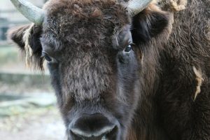 Vilkaviškio rajone bulius mirtinai sužalojo senolį