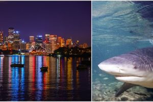 Labai retas atvejis: ryklys moterį užpuolė Sidnėjaus uoste