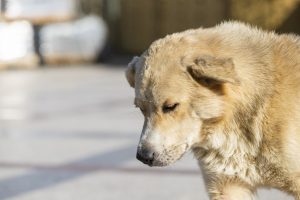 Senjoras vienu iš neteisėtai laikomu ginklų nušovė šunį