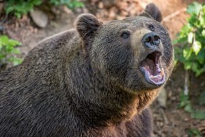 Karatistas kalnuose sugebėjo apsiginti nuo dviejų lokių