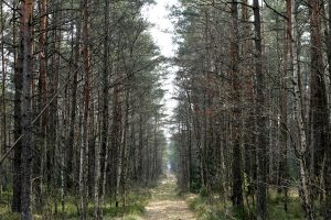 Kodėl nėra skaičių ant riboženklių miškuose?