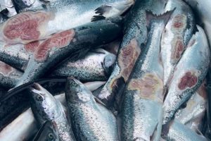 Lašišų utėlės – neišsprendžiamas Norvegijos reikalas