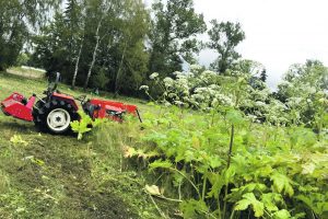 Padaugėjo apsinuodijimų grybais ir augalais