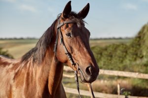 Klaipėdos rajone pavogtas arklys